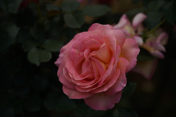 Cream and Pink Flower of Rose 'Elle' in Full Bloom
