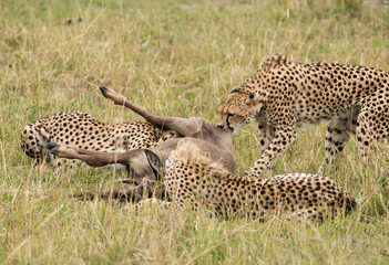 Cheetahs hunting a wildebeest at Masai Mara, Kenya