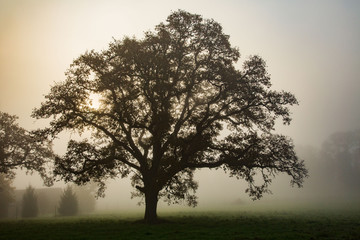 Obraz premium Backlit oak tree on a foggy morning near Salem, Oregon