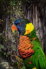 A beautiful, colorful, and single Rainbow Lorikeet sits pretty in a tree observing his or her surroundings in nature.  