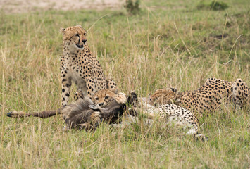 Cheetahs hunting a wildebeest at Masai Mara, Kenya