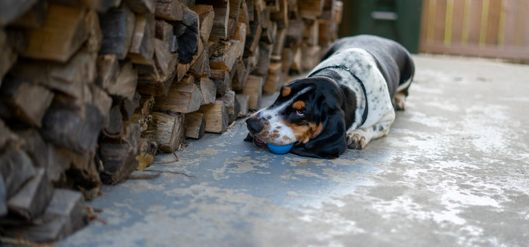 Basset Hound Playing With Ball In Front Of Firewood Stack