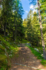 Forest in the mountains of Piedmont Italy