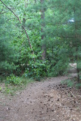 footpath in the forest