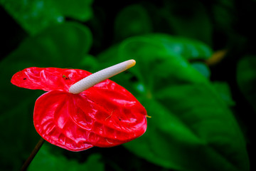 red flower