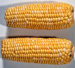 A closeup pic of two corn on the cob