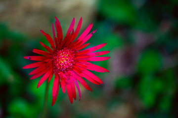 red flower in the garden