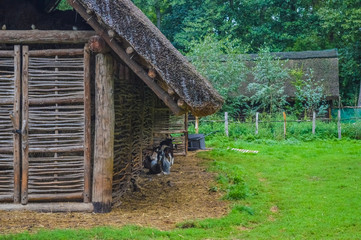 Obraz premium Ancient wooden house in Biskupin village, Poland