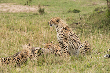 Cheetahs hunting a wildebeest at Masai Mara, Kenya