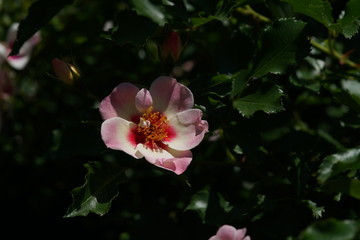 Fototapeta na wymiar Pink and White Flower of Rose 'Eridu Babylon' in Full Bloom 