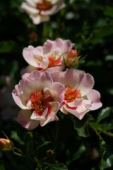 Fototapeta na wymiar Pink and White Flower of Rose 'Eridu Babylon' in Full Bloom 