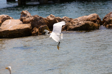 Egret in flight  1 © Steve Samoyedny