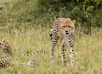 Cheetahs hunting a wildebeest at Masai Mara, Kenya