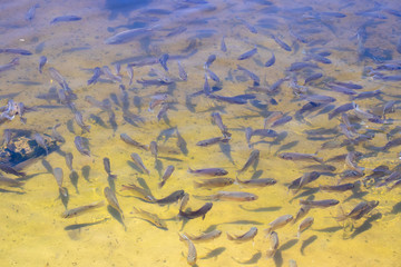 A school of fish looking out of the shallow water