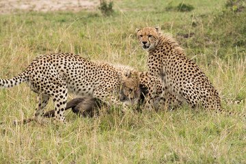 Cheetahs hunting a wildebeest at Masai Mara, Kenya