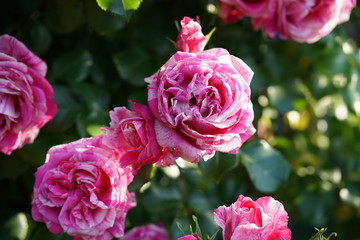 Variegated, Pink and White Flower of Rose 'Framboise Vanille' in Full Bloom
