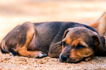 portrait of a puppy