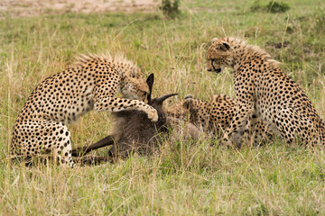 Cheetahs hunting a wildebeest at Masai Mara, Kenya