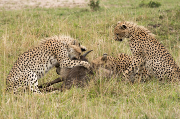 Cheetah is a big cat also know as the hunting leopard