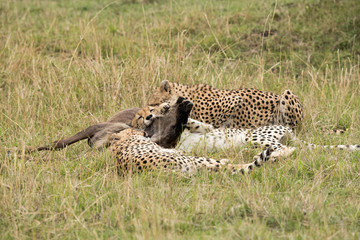 Cheetah is a big cat also know as the hunting leopard
