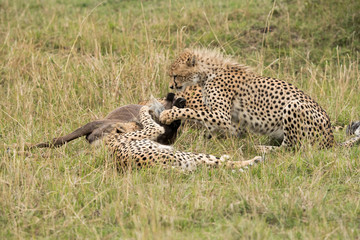 Cheetah is a big cat also know as the hunting leopard