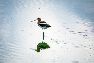 Water bird standing in the water