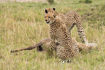 Cheetah is a big cat also know as the hunting leopard