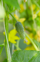 cucumbers growing in a green house
