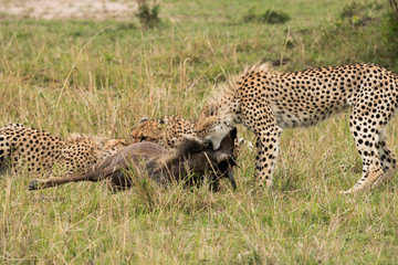 Cheetah is a big cat also know as the hunting leopard