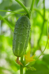 cucumbers growing in a green house
