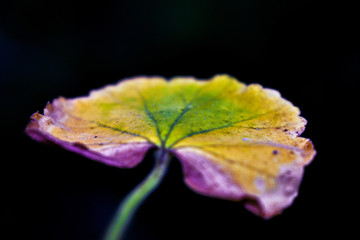 macro of a leaf