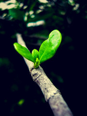 young plant in the dark