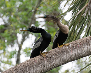 Anhinga stock photos. Anhinga couple perched on a tree branch with a blur background in its habitat...