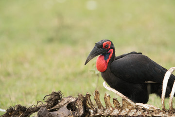The Southern Ground Hornbill is the largest species of hornbill