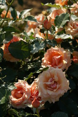 Apricot Flower of Rose 'Fragrant Apricot' in Full Bloom
