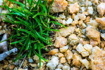 green moss on the ground