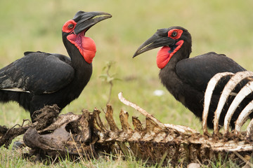 The Southern Ground Hornbill is the largest species of hornbill