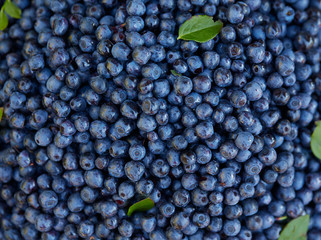 wild blueberries on rustic wooden surface