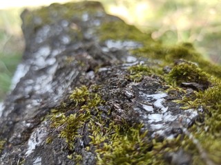 moss on a rock