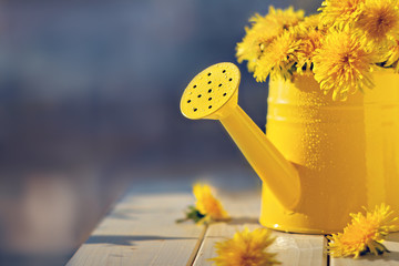 yellow flowers dandelions in metal watering can on wooden surface with flowers on background of blue window, selective focus, copy space © ksenija1803z