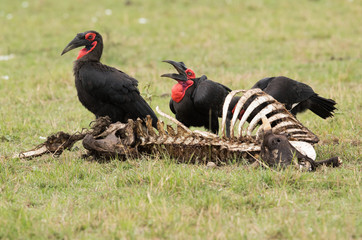 The Southern Ground Hornbill is the largest species of hornbill