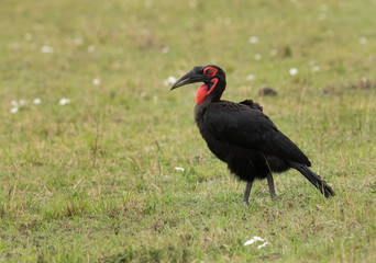 The Southern Ground Hornbill is the largest species of hornbill