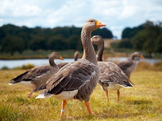 Ducks