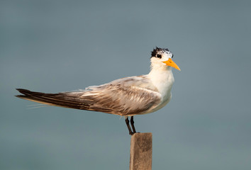 Terns are seabirds in the family Sternidae