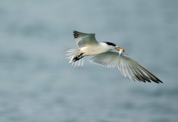 Terns are seabirds in the family Sternidae