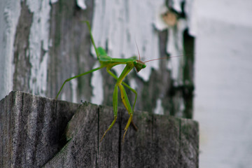 Praying mantis