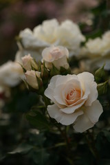 Light Cream Flower of Rose 'French Lace' in Full Bloom
