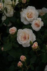 Fototapeta na wymiar Light Cream Flower of Rose 'French Lace' in Full Bloom 