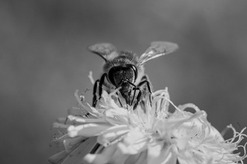 Bees Bees Bees