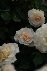 Light Cream Flower of Rose 'French Lace' in Full Bloom
